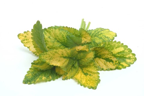 Yellow lemon balm (Melissa officinalis) or melissa, family of the labiates, the foliage leaves,