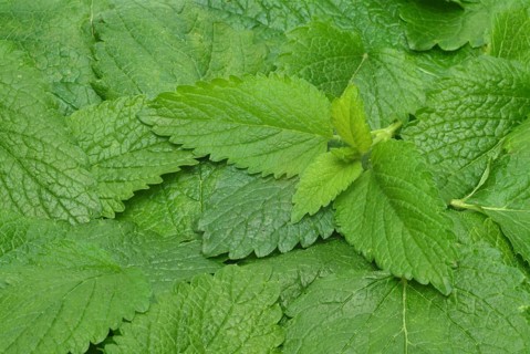 Lemon balm (Melissa officinalis) or melissa, family of the labiates, the foliage leaves, Melissae