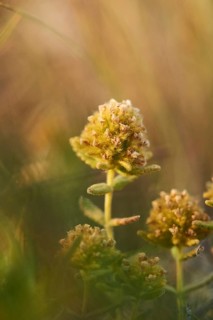 Felty germander (Teucrium polium) blooming at Mount "La Talaia del Montmell" at evening, Catalonia,