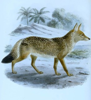 African golden wolf (Canis anthus), Historic, digitally restored reproduction of an original from