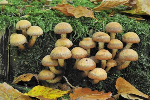 Brick cap (Hypholoma lateritium) Brick Top, Brick Tuft mushrooms