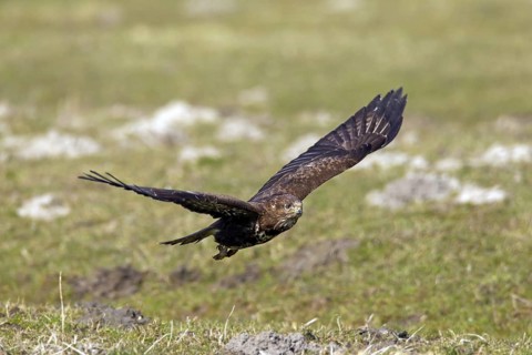 Common buzzard (Buteo buteo) flying over grassland