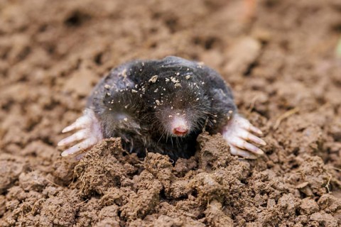European mole (Talpa europaea), Germany, Europe