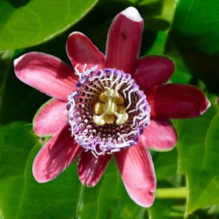 Purple passion fruit flower, Serra da Canastra, Minas Gerais state, Brazil, South America