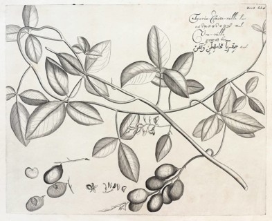 Tsjeria Cametti Valli, copperplate engraving by Hendrik Adriaan van Rheede tot Draakenstein, from