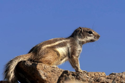 Barbary ground squirrel (Atlantoxerus getulus), chipmunk, Atlantic squirrel, ground squirrel,