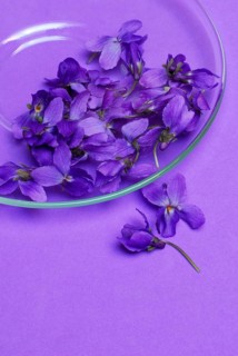 Wood violet (Viola odorata)
