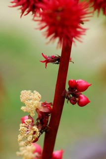 Castor oil plant, Christ palm, Castor oil plant (Ricinus communis)