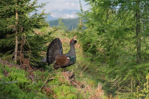 Western capercaillie (Tetrao urogallus) courting, Kalkalpen National Park, Upper Austria, Austria,