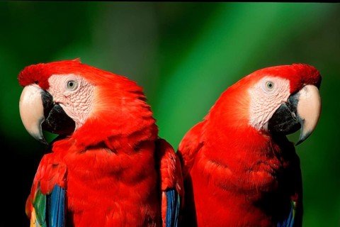 Scarlet macaw (Ara macao)