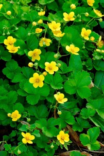Gold Strawberry (Waldsteinia ternata)