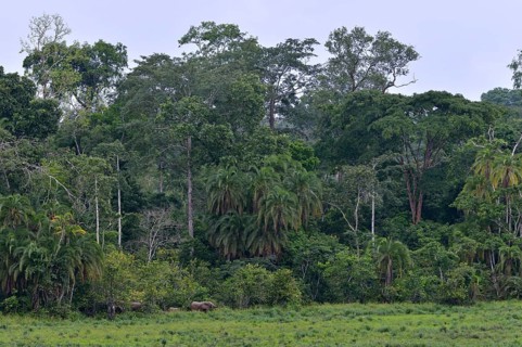 African Forest Elephant (Loxodonta cyclotis), Ndangaye clearing, South West Region, Cameroon,
