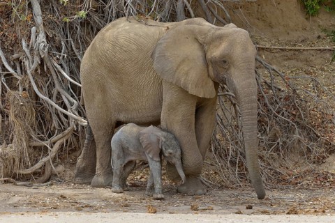 African elephant (Loxodonta africana), female desert elephant with young standing in the dry