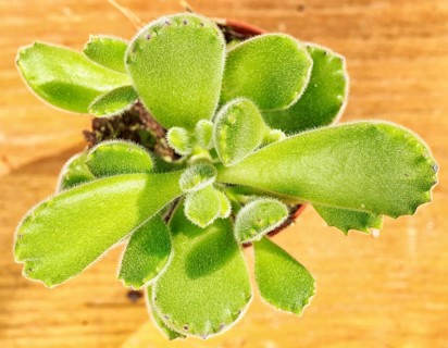 Beautiful little plant, succulent in a small flower pot. on the wooden background