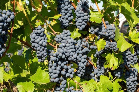 Ripe Dornfelder grapes in the Palatinate. The 2023 vintage is exceptionally good
