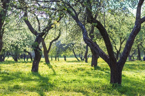 Blooming apple trees in spring park