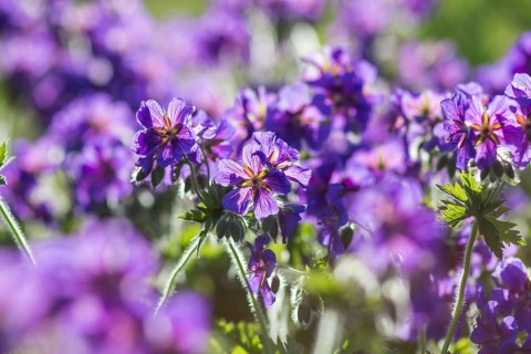 Blooming geraniums in the garden in summer