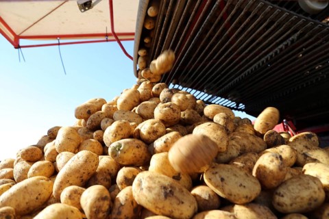 Agriculture potato harvesting with harvester (Mutterstadt, Rhineland-Palatinate)