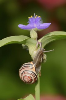 Grove snail (Cepaea nemoralis) on garden three-master flower (Tradescantia andersoniana), flower,