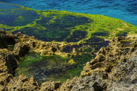 Devils Tears bay on the holiday island of Nusa Lembongan, green, colourful, algae formation,