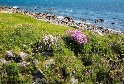 sea thrift (Armeria maritima), in flower, Lowland Point, Lizard Peninsula, Cornwall, England, UK
