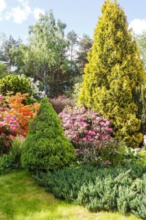 Decorative trees. shrubs and flowers in the garden: spruce, arborvitae, pine, fir, juniper,