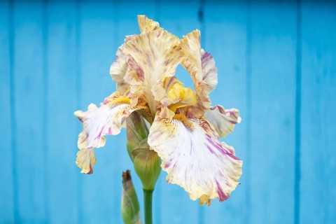 Beautiful multicolored iris flower on blue wooden background bloom in the garden. Close up,