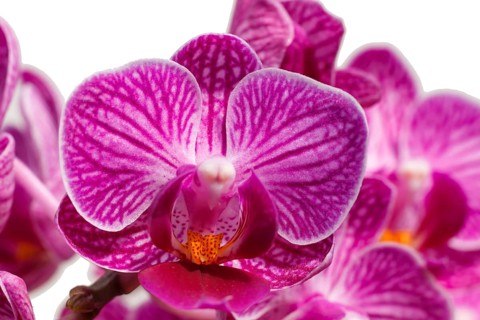 Beautiful orchids of different colors on white and grey background. Phalaenopsis hybrids. Close up