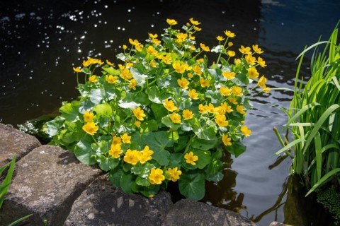 Yellow flowers on green water plants at the edge of a body of water, marsh marigold, Germany,