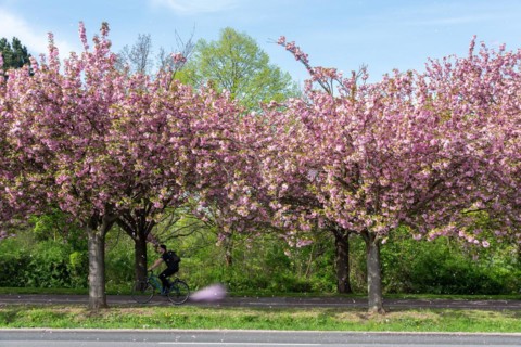 Cyclist riding along a road by trees covered with cherry blossoms, Japanese ornamental cherries,