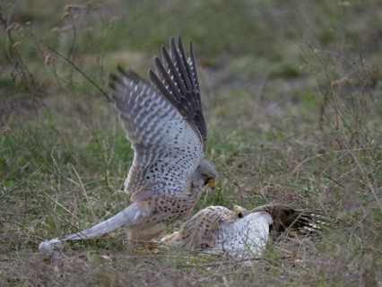 Two common kestrels (Falco tinnunculus) fighting on the ground