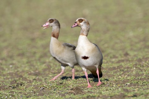 Egyptian goose (Alopochen aegyptiaca), two adult birds, pair, Wesel, Lower Rhine, North