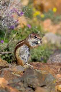 Barbary ground squirrel (Atlantoxerus getulus) or North African bristle squirrel, Fuerteventura,
