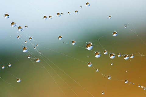 Dewdrops on a spider's web, Switzerland, Europe
