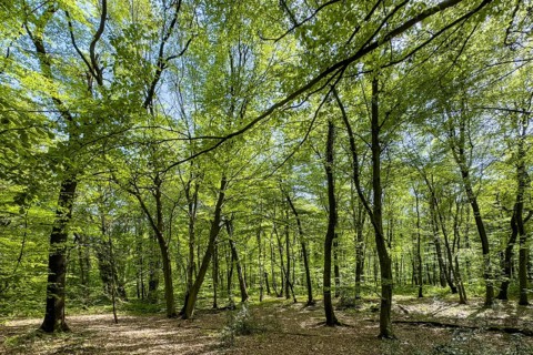 Beech forest beeches (Fagus) trees deciduous trees sprout leaves in green mixed deciduous forest in