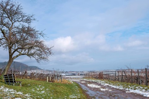 Winter in the Southern Palatinate, Weinfelder, Palatinate, Rhineland-Palatinate, Germany, Europe
