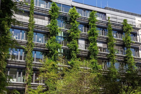 Facade greening on a residential building in the city centre of Frankfurt am Main