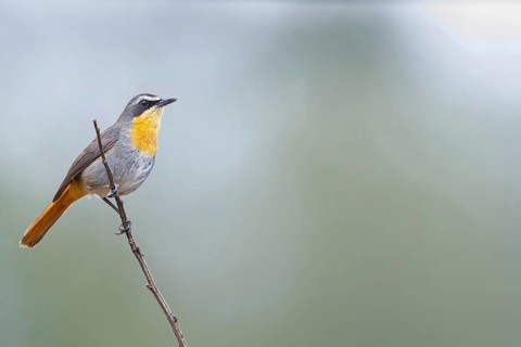 Cossypha caffra, family of flycatchers, Underberg surroundings, Underberg, KwaZulu-Natal, South