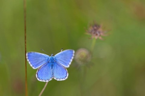Adonis blue (Lysandra bellargus), butterfly, macro, insect, insects, Kaiserstuhl,