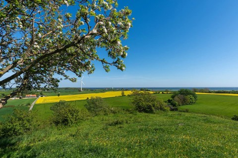 View from Hatbakken Fakkebjerg, Bagenkop, Langeland, agriculture, rapeseed cultivation, apple