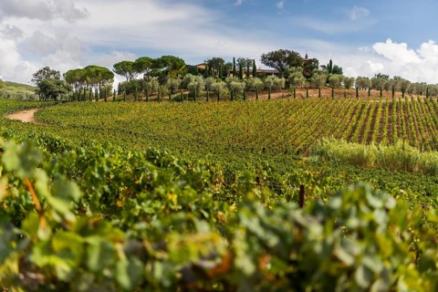 Vine, viticulture, agriculture, agribusiness, winegrower, wine, red wine, plantation, Suvereto,