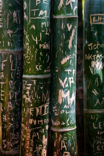 Bamboo, trunk with carved signs, message, plant, Marrakech, Morocco, Africa