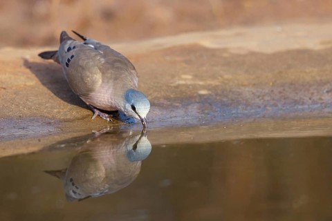 Black-billed wood dove (Turtur abyssinicus), drinking water, Tendaba camp / Tendaba photo hid,