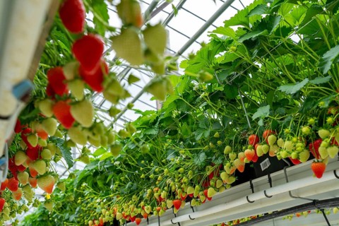 Strawberry cultivation in a greenhouse, strawberry plants with berries at different stages of