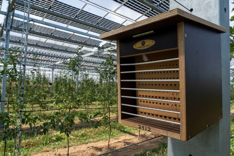 Agri-photovoltaic test plant, an apple orchard with two different systems of PV modules was roofed