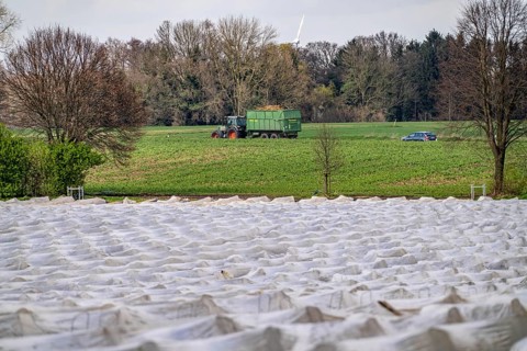 Asparagus fields, asparagus stems under foil, for faster growth, near Kirchhellen, district of