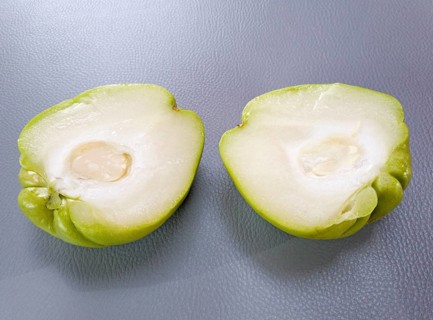 Two halves of a green chuchu with visible white flesh on a grey background, chayote, vegetable,