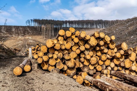 Cleared forest area north of the village of Öventrop, district of Arnsberg, dead spruce stands were