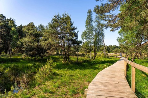 Diersfordter Wald, north of Wesel, nature park with oak and beech forests, glacial sand dunes,