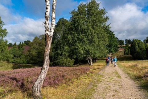 Flowering heath, heather and juniper bushes, near Wilseder Berg, in the Lüneburg Heath nature